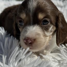 Issabella - Chocolate and cream female Dachshund puppy in Bentonville, Arkansas from T & D Dachshunds by design