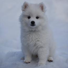 Green Boy - White male American Eskimo Dog puppy in Fairbanks, Alaska from Northern Graces'