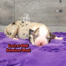 Kestrel - Blue merle female Miniature American Shepherd puppy in Elgin, Oregon from Cross L Miniature American Shepherds
