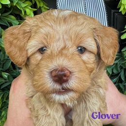 Glover - Caramel female Australian Labradoodle puppy in Silver Spring, Maryland from Potomac Australian Labradoodles