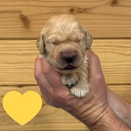 Yellow - Golden female Golden Retriever puppy in Cadillac, Michigan from K & M Golden Retrievers
