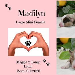 Madilyn - Red merle female Australian Shepherd puppy in Ranger, Texas from Outback Mini Aussies