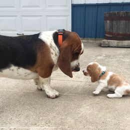 Basset Hound Puppies from Hoosier Basset Hounds