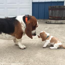 Basset Hound Puppies from Hoosier Basset Hounds