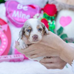 Bolt - Piebald male Dachshund puppy in Fort Myers, Florida from Blossom Paws