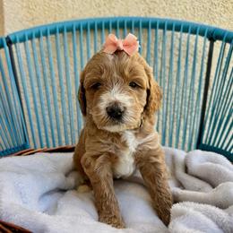 Grey Collar - Cream female Assorted Doodle Crosses puppy in Marysville, California from Dailey Doodles and Dachshunds