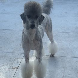 Hand. - Poodle