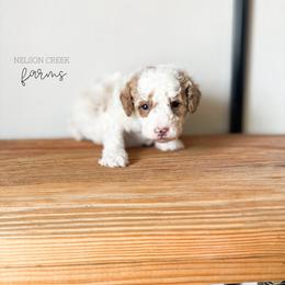 Shamrock - Parti male Maltipoo puppy in Huntsville, Texas from Nelson Creek Farms