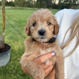 Casper - Apricot male Goldendoodle puppy in Umatilla, Florida from Darling Doodles