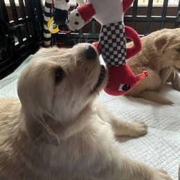 Golden Retriever Puppies from Gail’s Goldens