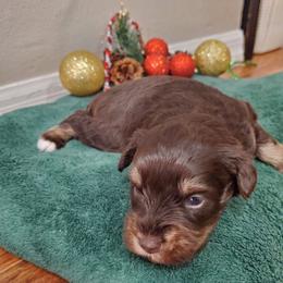 Hagrid - Liver male Miniature Schnauzer puppy in Sandy, Utah from Phantom League Schnauzers