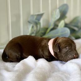 Bernedoodle and Labradoodle Puppies from Royal Doodles