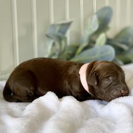Bernedoodle and Labradoodle Puppies from Royal Doodles