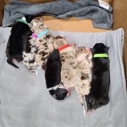 Australian Shepherd Puppies from Whitfarm Aussies