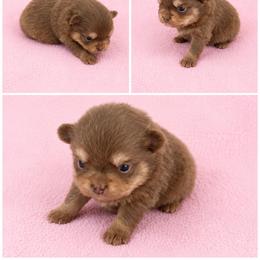 Ana - Chocolate and tan female Pomeranian puppy in Middlefield, Ohio from Twice The Love Pomeranians