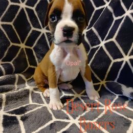 Boxer Puppies from Desert Rose Boxers