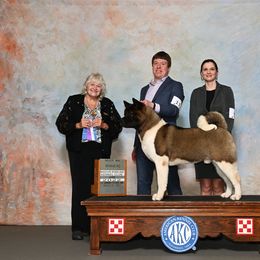 CH. Oberon - Brown, black overlay male Akita puppy in Cuba, Missouri from Kamikaze Akitas