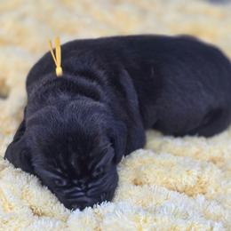 Al - Black male Great Dane puppy in Granby, Missouri from HCR Great Danes
