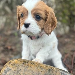Elsa - Pink collar - Blenheim female Cavalier King Charles Spaniel puppy in Wilton, California from Becky's Cavalier King Charles Spaniels