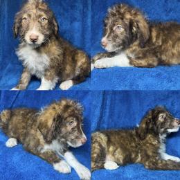 Boy 3 - Red male Aussiedoodle puppy in Alabama from SBA Aussies