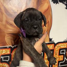 Grace - Red fawn brindle female Bullmastiff puppy in South Attleboro, Massachusetts from Bessettes Bullies