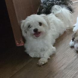 Savannah - White female Maltese puppy in Four Oaks, North Carolina from .Havenkennels.Net