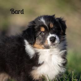 Bard - Black tri-color female Australian Shepherd puppy in Benton City, Washington from Eventide Australian Shepherds