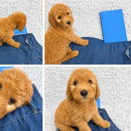 Brooks - Apricot male Goldendoodle puppy in Kissimmee, Florida from From the Heart