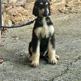 Puppy Boy 2 - Black and tan male Afghan Hound puppy in Carlisle, Pennsylvania from Winterberry Afghan Hounds