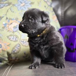 Yellow collar - Black female German Shepherd puppy in Denver, Colorado from Morales Kennels