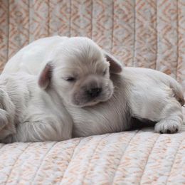Cocker Spaniel Puppies from Silver Moon Cockers