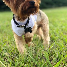 Rottweilers and Yorkshire Terriers from TK Yorkies & Rotties