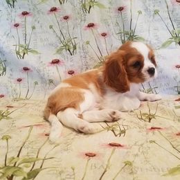 Cavalier King Charles Spaniel Puppies from Lily of the Valley Cavaliers