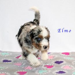 Elmo - Blue merle male Aussiedoodle puppy in Kennesaw, Georgia from Distinctive Doodle