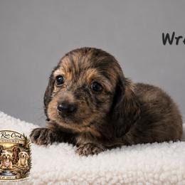 WREN - Brindle female Dachshund puppy in Greenfield, Ohio from Buck Run Creek Dachshunds