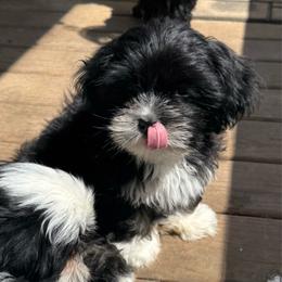 Ebony - Black female Lhasa Apso puppy in Snover, Michigan from Lhasa Fur Life