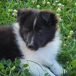 Luna - Black and white female Shetland Sheepdog puppy in Luray, Missouri from Krayola Shelties