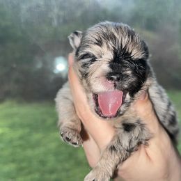 Pomeranian Puppies from SantaAnna Pomeranians