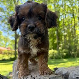 Sherry - Brown and white female Cockapoo puppy in Williamston, South Carolina from Sassy Bob’s Dogs