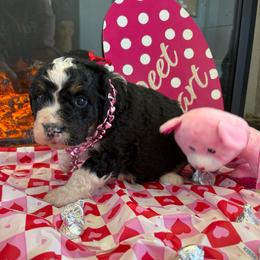 Sugar - Tri-color female Bernedoodle puppy in Carlotta, California from Lost Coast Bernese Mountain Dogs