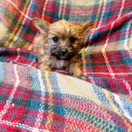 Zara - Blue and gold female Yorkshire Terrier puppy in Bolton, Connecticut from Elle Yorkies