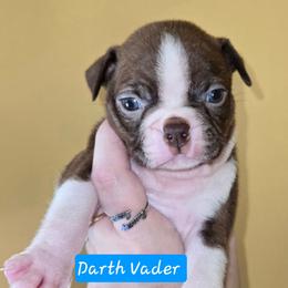 Darth Vader - Red male Boston Terrier puppy in Omaha, Illinois from Puppi Guppies