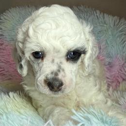 AKC Petey - Parti male Poodle puppy in Tampa, Florida from The Sweet Life of a Toy Poodle