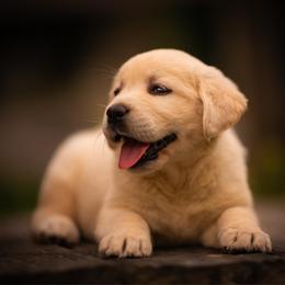 Girl 1 - Black female Labrador Retriever puppy in Amesbury, Massachusetts from Fox Hill Farm & K9