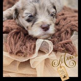 Marco - Price 1850 - Brown merle male Aussiedoodle puppy in Ennis, Texas from God’s Little Aussies
