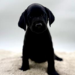 Girl 6 - Black female Labrador Retriever puppy in San Diego County, California from Travis’ Chocolate Labradors