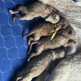 Goldendoodle Puppies from Crystal Romero