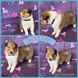Bambi - Sable male Collie puppy in Elko, Nevada from Willow Creek Acres Dachshunds