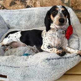 Riley - Piebald female Dachshund puppy in Santee, California from Miniweeniedoxies