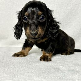 Luke - Black and tan male Dachshund puppy in Lake City, Florida from KNG FARMS